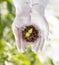 Close up of scientist hands with plant and soil