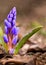 Close-up of Scilla siberica flowers Siberian squill or wood squ