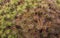 Close up of Scoparia heath plant leaves