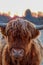 Close-up of a Scottish cow during sunrise