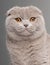 Close-up of Scottish Fold cat