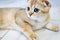 Close-up of a Scottish fold cat, macro portrait of a pet