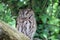 A close up of a Screech Owl