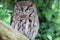A close up of a Screech Owl