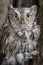Close up screech owl