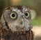 Close-up of Screech Owl Looking Right, St Petersburg, Florida