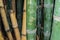 Close-Up Of Scripts Carved On Bamboo tree. Names and love sign hearts characters carved into bamboo plant. Beautiful I love you