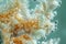 Close up of a sea anemone macro natural wallpaper background macro natural wallpaper background