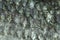 Close up of sea bass scale texture. Whole background.