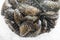 Close up of sea food Mussels in packaging net