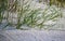 Close up of sea grass whichstabilizes the erosion of sand dunes along the shore