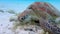 Close-up of a sea hawk turtle biting algae on the sandy reef bottom of the ocean. A floating turtle underwater at bottom