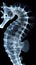 A close up of a sea horse on a black background, monochromatic x-ray image on dark background