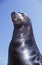 Close-up of Sea Lion, Magic Mountain, Los Angeles, CA