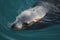 Close up of a sea lion in Morro Bay
