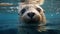 a close up of a sea lion swimming in the water. generative ai