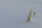 Close-up of Sea Lyme Grass in snow in winter