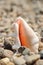 Close up of a sea shell on the rocky beach