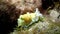 Close-up of a sea snail, Miniature Melo, in shallow water