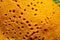 Close-up sea sponge Lissodendoryx colombiensis