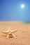 A close up of a sea star on a sandy beach