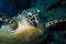 Close-up of a sea turtle against the backdrop of a coral reef at dusk