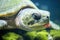 close-up of sea turtle feeding on algae-covered rocks