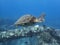 Close Up Sea Turtle Swimming in Blue Ocean Water over Reef