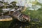 Close up of a sea turtle in the water. The head of a turtle with a wrinkled neck. Top view