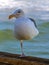 Close up of a seagull