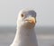 Close up seagull