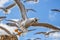 A close-up of a seagull bird with open beak flying with other birds on blue sky background.