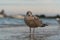 Close up seagull bird standing on coastal shore