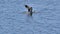 Close-up of a seagull fishing on the water surface; in slow motion