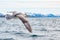 Close-up Seagull flying with background mountain