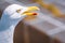 Close up of a seagull head and eye with its yellow beak with red marking open with possible copy space