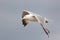 Close-up of a seagull isolated in flight. Profile of gull flying