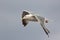 Close-up of a seagull isolated in flight. Profile of gull flying