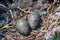 Close-up of Seagull nest with eggs,, Anacapa, Channel Islands National Park