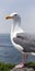 Close up Seagull Ocean Birds in La Jolla California