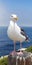 Close up Seagull Ocean Birds in La Jolla California