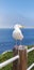 Close up Seagull Ocean Birds in La Jolla California