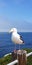 Close up Seagull Ocean Birds in La Jolla California