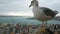 Close-up seagull with panoramic view on city