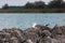 Close up of a seagull perched on a rocky shoreline