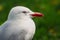 Close up of seagull with red beak