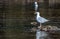 Close up of a seagull on a rock bluff in a pond with another seagull swimming away in the background.