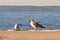 Close-up seagull seaside. close-up photohigh rocks by the sea and the cave that can be entered through.