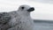 Close up seagull on the shore, white bird on beach catches a piece of fish and flies away with his flock in slow motion