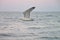 Close up seagull soaring over the sea.Summer twilight